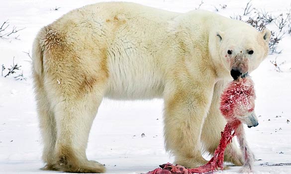 polar bear population  increase