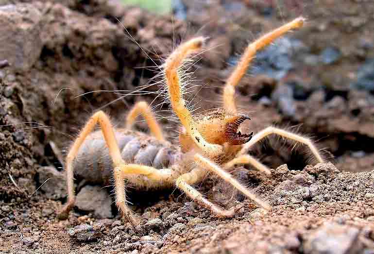 Pictures Of Egyptian Giant Solpugid (Camel Spider) - Free Egyptian Giant Solpugid (Camel Spider) pictures 