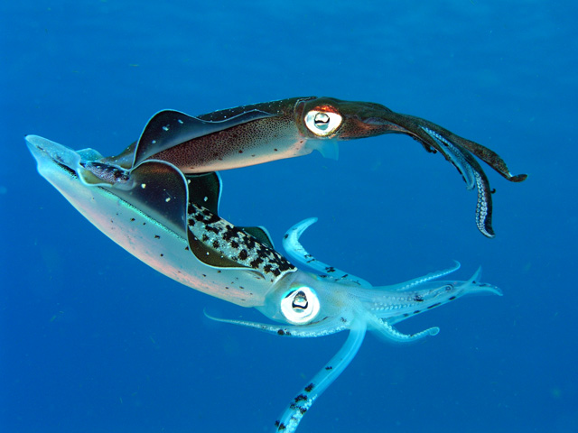 squid1.jpg