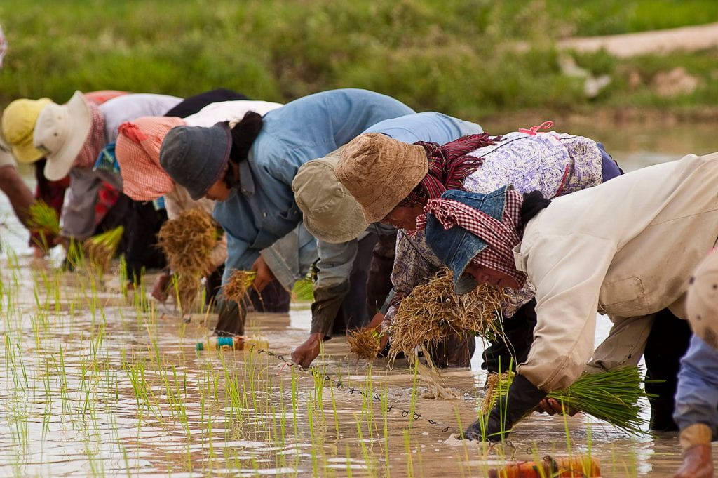 photo from https://en.wikipedia.org/wiki/Agriculture_in_Cambodia#/media/File:Cambodian_farmers_planting_rice.jpg
