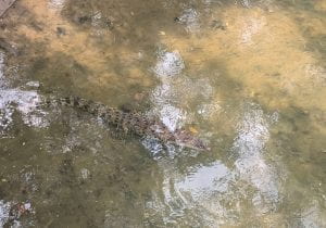 A saltwater crocodile relaxing in the water at Sungei Buloh (Photo Credit: Gisela Grossman)