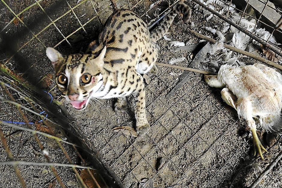 Leopard cat caught by Mohd Izham Hussin in Peninsular Malaysia. Photo: The Star.
