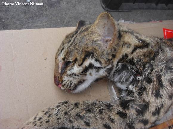 Dead leopard cat sold at the market of Mong La. Photo by Vincent Nijman