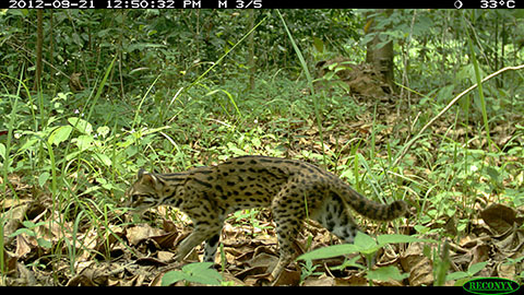 Leopard cat on RL