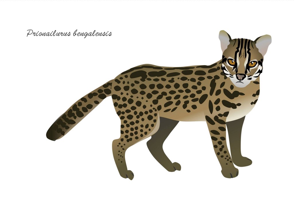 Leopard cat by Loy Xingwen