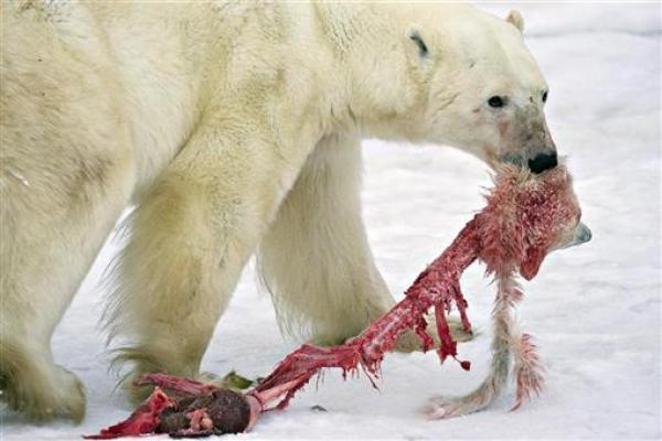 A male polar bear drags the remains of a polar bear cub it killed and cannibalized in an area about 300km (186 miles) north of the Canadian town of Churchill November 20, 2009.  Credit: REUTERS/Iain D. Williams