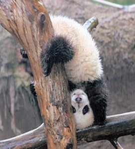 panda doing handstand2