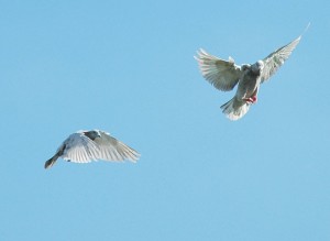homing pigeons in a pair