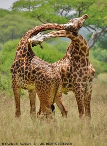 Giraffes do "win by a neck"