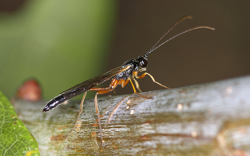 A species of ichneumon wasp