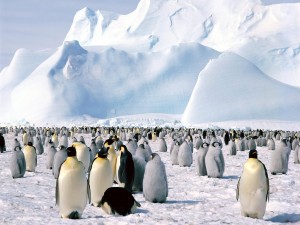 Emperor_Penguins,_Weddell_Sea,_Antarctica