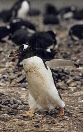 Gentoo penguin with pebble