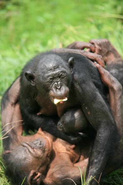 Bonobo Homosexuality