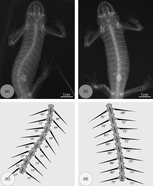 Radiograph showing anterior rotation of ribs from before (a) to after (b) a mildly threatening stimulus of the same animal. (c,d) Schematic drawings of 8 vertebrae (numbers 4-11) with corresponding ribs, pointing to the differences in rib angle relative to the sagittal body axis before (c) and after (d) stimulus.