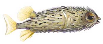 Uninflated Pufferfish