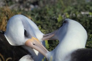 Young-albatross-female-couple-02