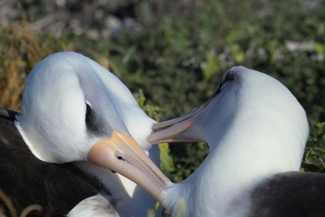 The lesbian Laysan albatross? | Blogging about animal behaviour (2010)