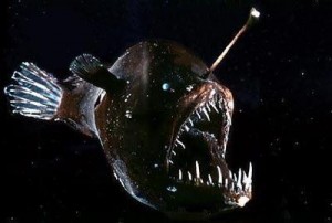 Another picture of the anglerfish "glowing" in the lightless waters