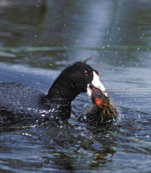 An adult coot can recognize its own chicks and will attack a parasitic chick that hatches in its nest. Photo by B. Lyon. 