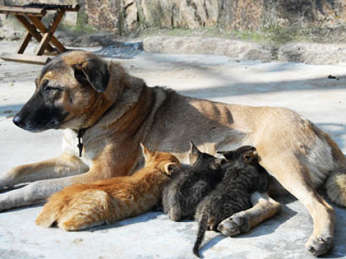 Dog adopts a litter of kittens