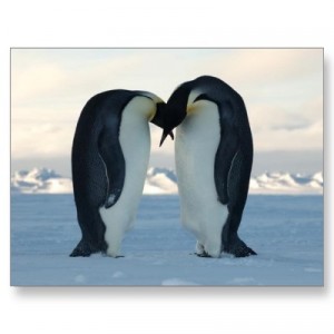 emperor_penguin_kiss_postcard-p239858035829953463qibm_400
