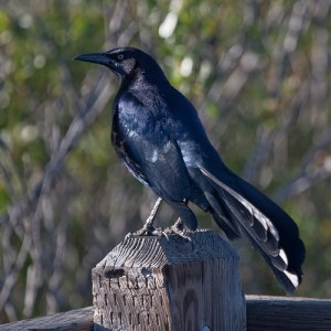 Great-tailed Grackle (Quiscalus mexicanus), Male