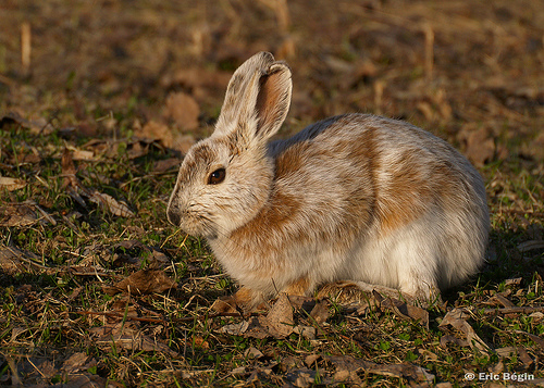 Snowshoe Hare / Lièvre d'Amérique. Uploaded to Flickr.com by Eric Bégin