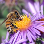 honey_bee_extracts_nectar
