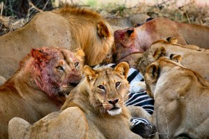 lionsfeeding