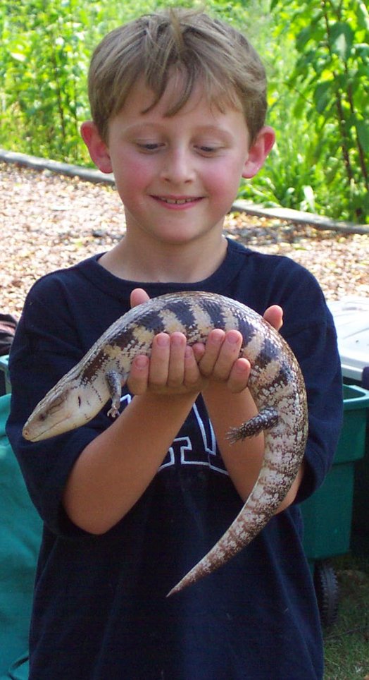 A kid holding a blue-tongued skink