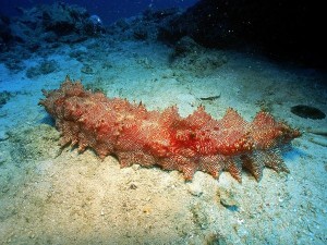 Sea Cucumbers make up 90% of the biomass on deep sea floors