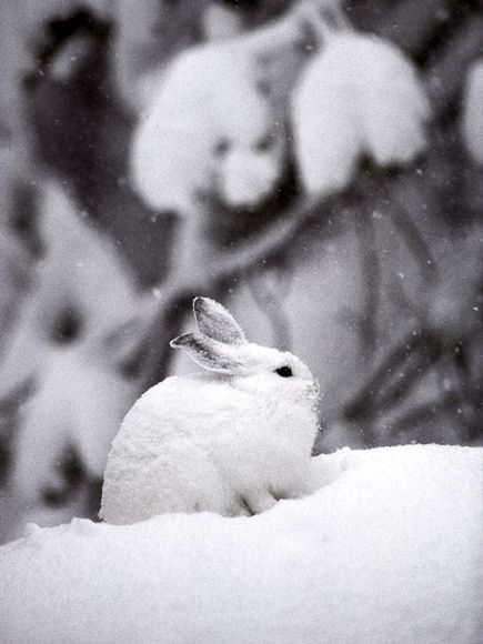 Snowshoe Hare: Lepus Americanus. Photograph taken by Michael S. Quinton for the National Geographic Society 