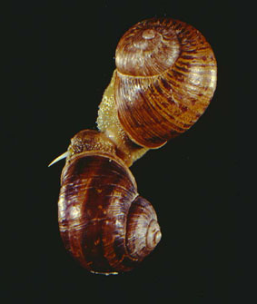 2 snails