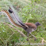 Superb Lyrebird (Nature’s own sound recorder) can even mimic artificial sounds