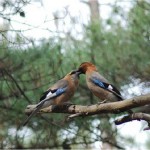 Eurasian Jays and the 6th Language of Love