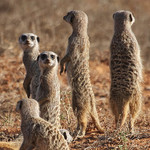 The "Sentry" Meerkats