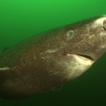 The Greenland shark has a heavy, cylindrical body that is usually brown or grey. It also has a short rounded snout. Image from Jonathan Bird’s Blue World.