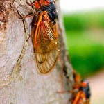 "Noisy cicadas can call big catfish to the top," by Kevin Tate. Northeast Mississippi Daily Journal. URL: http://djournal.com/view/full_story/13351759/article-Noisy-cicadas-can-call-big-catfish-to-the-top?instance=home_news_right (accessed on 5 April 2013)