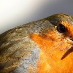 The European Robin are commonly found across Europe. They migrate during the winter to the edge of Northern Africa and Middle East