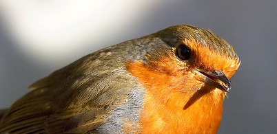 The European Robin are commonly found across Europe. They migrate during the winter to the edge of Northern Africa and Middle East