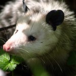 “I’m not dead!” Opossum plays possum.