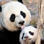 Taken from: http://www.guardian.co.uk/environment/2012/sep/23/giant-panda-cub-dead-zoo