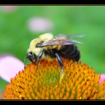 Bumblebees are able to think logically?