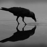 Crows: Not your typical bird brain
