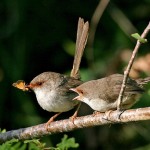 Knock Knock, Who's There? - Identification of fairy-wren chicks by their mums 