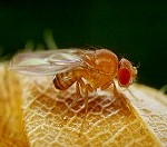 The common fruit flies (Drosophila melanogaster)
source: http://quest.nasa.gov/projects/flies/images/sm1.jpg