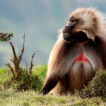 A male gelada, found only in mountain meadows of Ethiopia.