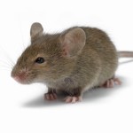 3 Deaf Mice, 3 Deaf Mice, See How They Speak, See How They Speak