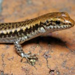 Unborn lizards hatch early to escape predation
Source: OZWildlife