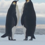 How Emperor Penguins “Flirt” Before Having Sex